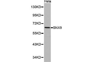 Western blot analysis of Hela cell lysate using SNX9 antibody.