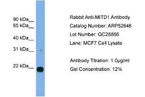Image no. 2 for anti-MIT, Microtubule Interacting and Transport, Domain Containing 1 (MITD1) (Middle Region) antibody (ABIN2785027)