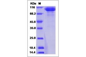 Image no. 1 for Pregnancy Specific beta-1-Glycoprotein 1 (PSG1) (AA 1-419) protein (Fc Tag) (ABIN2006486)