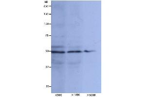Image no. 2 for anti-NUF2, NDC80 Kinetochore Complex Component (NUF2) (C-Term) antibody (ABIN2452061)