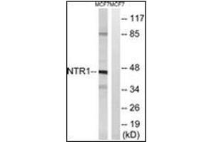 Image no. 2 for anti-Neurotensin Receptor 1 (High Affinity) (NTSR1) antibody (ABIN784043)