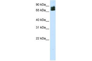 Image no. 1 for anti-E74-Like Factor 1 (Ets Domain Transcription Factor) (ELF1) (N-Term) antibody (ABIN2779831)