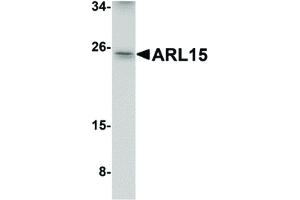 ARL15 antibody  (Internal Region)