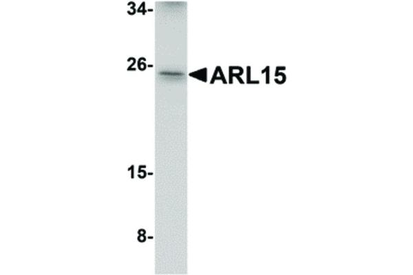 ARL15 antibody  (Internal Region)