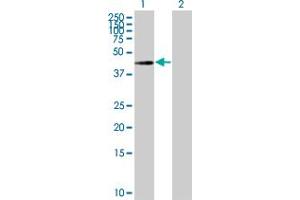 Western Blot analysis of ILKAP expression in transfected 293T cell line by ILKAP MaxPab polyclonal antibody.