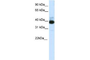 Image no. 1 for anti-Tetratricopeptide Repeat Domain 19 (TTC19) (C-Term) antibody (ABIN2778627)