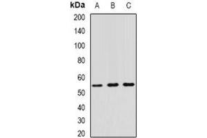 Image no. 2 for anti-Tripartite Motif Containing 21 (TRIM21) (full length) antibody (ABIN6006202)