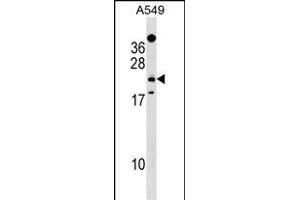 EFHD1 Antibody (Center) (ABIN1538567 and ABIN2849477) western blot analysis in A549 cell line lysates (35 μg/lane).