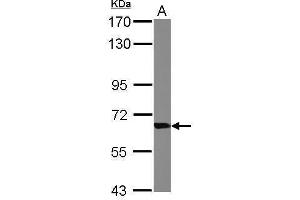 Image no. 1 for anti-Transketolase (TKT) (Internal Region) antibody (ABIN2855058)