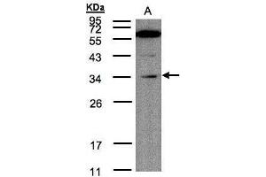 Image no. 2 for anti-Malectin (MLEC) (Center) antibody (ABIN2855260)