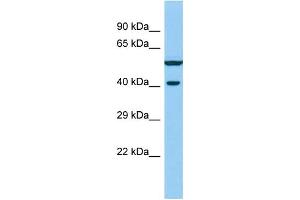 anti-Von Willebrand Factor C Domain Containing 2 (VWC2) (N-Term) antibody
