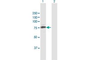Western Blot analysis of CUX1 expression in transfected 293T cell line by CUX1 MaxPab polyclonal antibody.