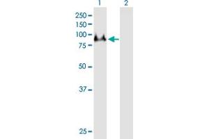 Western Blot analysis of DNAI1 expression in transfected 293T cell line by DNAI1 MaxPab polyclonal antibody.