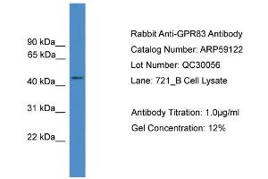 Image no. 1 for anti-G Protein-Coupled Receptor 83 (GPR83) (C-Term) antibody (ABIN2787945)