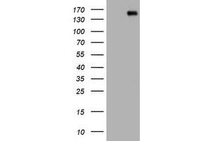 Image no. 3 for anti-Protocadherin 7 (PCDH7) antibody (ABIN1500048)