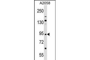 TRIM42 Antibody (Center) (ABIN1538427 and ABIN2848625) western blot analysis in  cell line lysates (35 μg/lane).