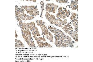 Image no. 1 for anti-Chloride Channel CLIC-Like 1 (CLCC1) (N-Term) antibody (ABIN2782085)
