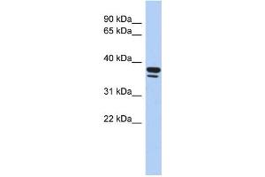Image no. 2 for anti-Early Growth Response 3 (EGR3) (Middle Region) antibody (ABIN2778324)