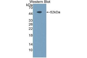 Image no. 1 for anti-Toll-Like Receptor 10 (TLR10) (AA 617-784) antibody (ABIN1871633)