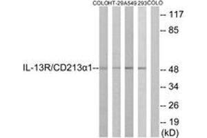 Image no. 3 for anti-Interleukin 13 Receptor, alpha 1 (IL13RA1) (AA 371-420) antibody (ABIN2888882)