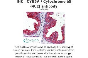 Image no. 2 for anti-Cytochrome B5 Type A (Microsomal) (CYB5A) (AA 1-135), (full length) antibody (ABIN1723974)
