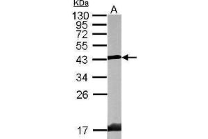 Image no. 1 for anti-Endophilin-A1 (SH3G2) (Center) antibody (ABIN2854565)