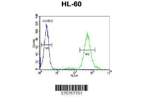 Image no. 2 for anti-Transmembrane 131 like (TMEM131L) (AA 1266-1295), (C-Term) antibody (ABIN651155)
