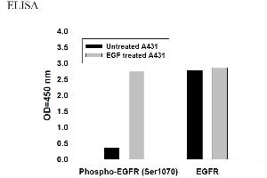 Image no. 5 for Epidermal Growth Factor Receptor (EGFR) ELISA Kit (ABIN625234)
