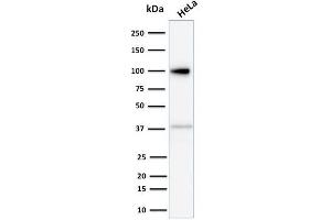 Image no. 1 for anti-Major Vault Protein (MVP) antibody (ABIN6941285)