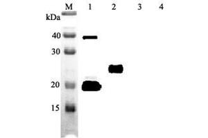 Image no. 2 for anti-Interleukin 33 (IL33) antibody (ABIN1169172)