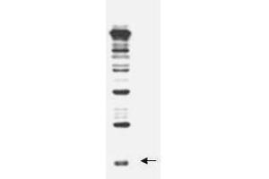 Image no. 1 for anti-Neural Precursor Cell Expressed, Developmentally Down-Regulated 8 (NEDD8) antibody (ABIN106594)