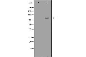 Image no. 3 for anti-Kinesin Family Member 2C (KIF2C) (C-Term) antibody (ABIN6262808)