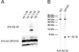 Image no. 2 for anti-Amyloid beta 1-42 (Abeta 1-42) antibody (ABIN2690479)