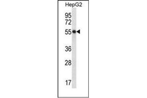 Image no. 1 for anti-Hepatic and Glial Cell Adhesion Molecule (HEPACAM) (AA 305-335), (C-Term) antibody (ABIN952712)