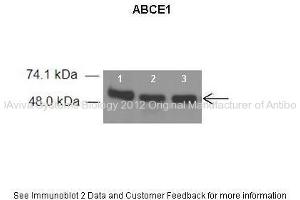 Image no. 2 for anti-ATP-Binding Cassette, Sub-Family E (OABP), Member 1 (ABCE1) (C-Term) antibody (ABIN2781501)
