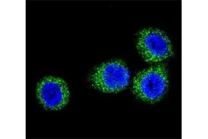 Image no. 1 for anti-Fibroblast Growth Factor Receptor 2 (FGFR2) (AA 794-821) antibody (ABIN3030952)