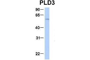 Image no. 3 for anti-Phospholipase D family member 3 (PLD3) (N-Term) antibody (ABIN2782008)