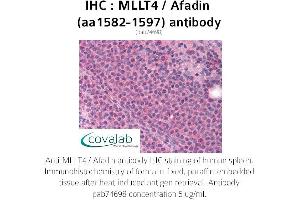 Image no. 1 for anti-Afadin (MLLT4) (AA 1582-1597) antibody (ABIN1736985)