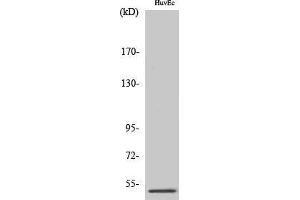 Image no. 1 for anti-Protein Phosphatase 2, Regulatory Subunit B'', gamma (PPP2R3C) (Internal Region) antibody (ABIN3186543)