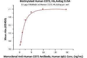 Image no. 1 for 5'-Nucleotidase, Ecto (CD73) (NT5E) (AA 27-549) (Active) protein (His tag,AVI tag,Biotin) (ABIN6810044)