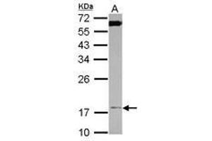 Image no. 2 for anti-Translocase of Inner Mitochondrial Membrane 17 Homolog A (TIMM17A) (AA 1-171) antibody (ABIN1501391)