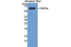 Image no. 1 for anti-Caspase 14, Apoptosis-Related Cysteine Peptidase (CASP14) (AA 17-248) antibody (ABIN1858238)