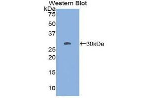 SSFA2 anticorps  (AA 276-510)