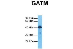 Image no. 4 for anti-Glycine Amidinotransferase (L-Arginine:glycine Amidinotransferase) (GATM) (Middle Region) antibody (ABIN2783416)
