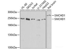 SMCHD1 antibody