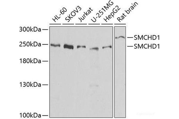 SMCHD1 antibody