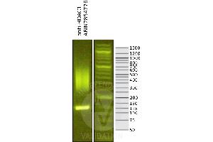 Image no. 1 for anti-Histone Deacetylase 1 (HDAC1) (Center) antibody (ABIN2854776)