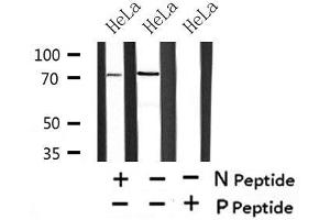 Image no. 1 for anti-DnaJ (Hsp40) Homolog, Subfamily C, Member 2 (DNAJC2) (pSer49) antibody (ABIN6270280)