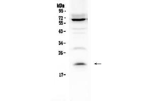 Image no. 1 for anti-Interleukin 13 (IL13) (AA 36-146) antibody (ABIN5518763)