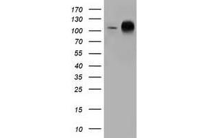 Image no. 2 for anti-Transforming, Acidic Coiled-Coil Containing Protein 3 (TACC3) antibody (ABIN1498100)